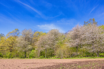 Field by a lush green forest at springtime
