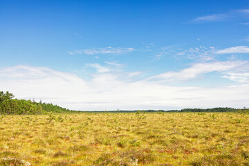 Fototapeta premium View at a desolate bogland a sunny summer day