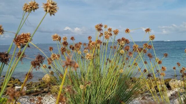 Close-up of a Juncus-like grass plant on the Maldives, with long slender stems and brown flower heads, set against the turquoise sea and bright blue sky in the background