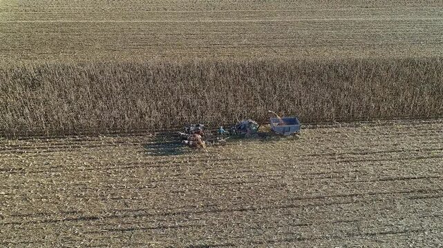 Farmers work in a large corn field during harvest. They use horse draw machines to gather the corn. The sun shines down as they move through the rows of plants.