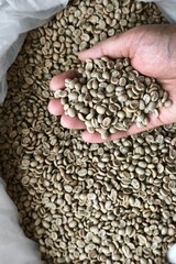 Close up of coffee beans on hand for background
