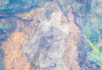 Fototapeta premium Spiny softshell turtle swimming swims in river lake water Thailand.