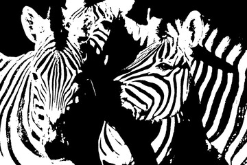 Fototapeta premium Close up of Zebras monochrome mixed media