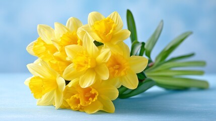 Obraz premium Bright yellow daffodils bloom, honoring St Davids Day in Wales. These flowers represent national pride and the beauty of spring. A perfect celebration of Welsh culture and heritage