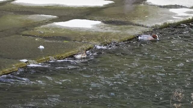 河川の堰で餌を探すヒドリガモの夫婦