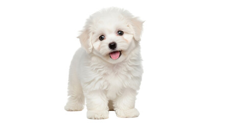 Adorable Bichon Frise puppy PNG isolated, cute fluffy dog with happy expression on transparent...