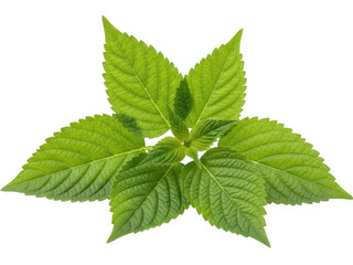 Fresh green mint leaves isolated on transparent background