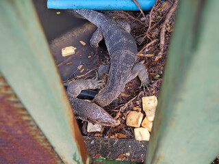 Asian Water Monitor Lizard Viewed Through Fence in Urban Area