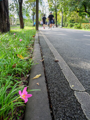 Pink Rain Lily Blooming Beside Public Park Running Track