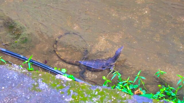 Monitor lizard and heron egret walking along tropical river Thailand.