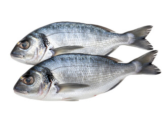 Obraz premium Two fresh raw sea bream fish with bright silver scales isolated on a solid black background
