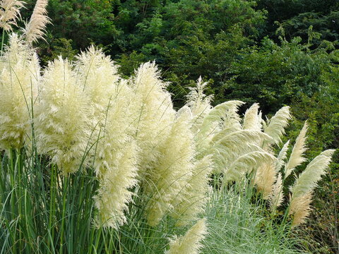 Feathery Pampas Grass in the Wind