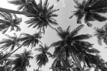 Obraz premium black and white photography of palm trees in a tropical climate against the sky poster for photo design