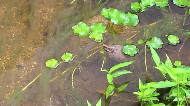 Spiny softshell turtle taking breath in river lake water Thailand.