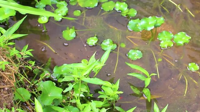Spiny softshell turtle taking breath in river lake water Thailand.