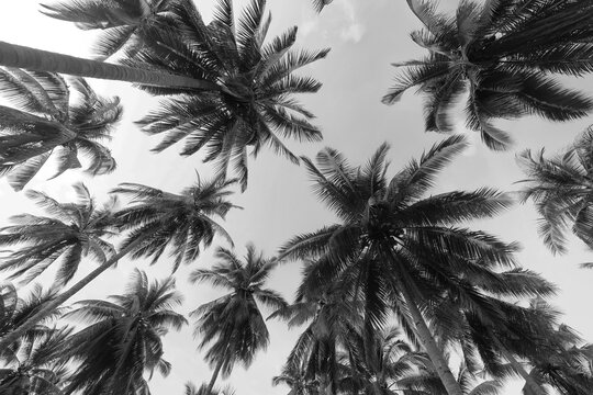 black and white photography of palm trees in a tropical climate against the sky poster for photo design