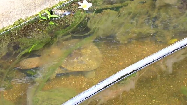 Spiny softshell turtle swimming swims in river lake water Thailand.
