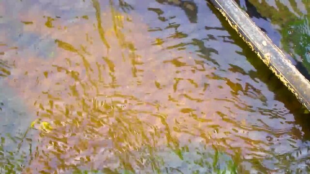 Spiny softshell turtle swimming swims in river lake water Thailand.