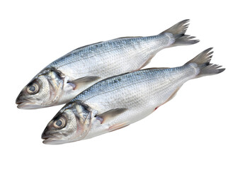 Fototapeta premium Two fresh whole raw European sea bass fish with shining silver scales isolated against a pure black background