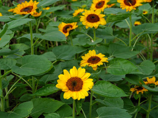Vibrant Sunflowers Blooming in Summer Garden