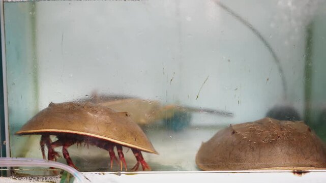 Horseshoe crabs crawling and interacting in aquarium environment.