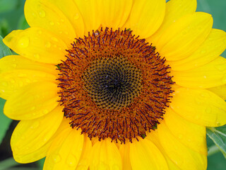 Macro Detail of Sunflower Heart and Dew Drops