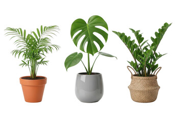 Obraz premium Three potted tropical plants including monstera areca and zz plants on transparent background