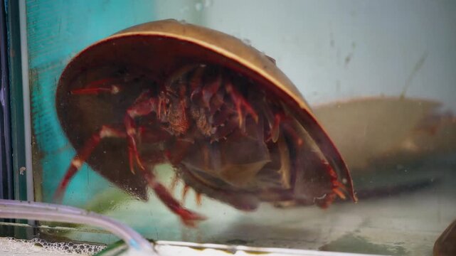 Horseshoe crab movement and behavior in aquarium closeup.