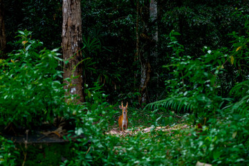 Common barking deer, Common muntjac It has a deer-like shape but is smaller, with a slightly arched back. The body is reddish-brown, paler and slightly grayish on the underside. The tail is dark brown