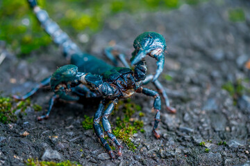 Laotian Giant Scorpion It has a black body, resembling a small scorpion but larger. Its body is covered in a thick, seemingly robust exoskeleton, and its claws are large.