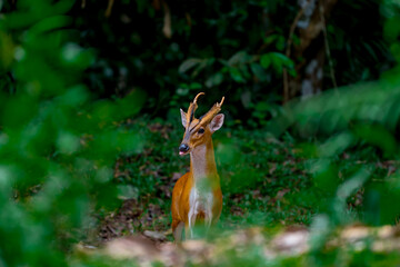Common barking deer, Common muntjac It has a deer-like shape but is smaller, with a slightly arched back. The body is reddish-brown, paler and slightly grayish on the underside. The tail is dark brown