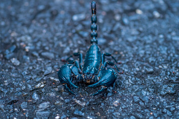 Laotian Giant Scorpion It has a black body, resembling a small scorpion but larger. Its body is covered in a thick, seemingly robust exoskeleton, and its claws are large.