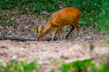 Common barking deer, Common muntjac It has a deer-like shape but is smaller, with a slightly arched back. The body is reddish-brown, paler and slightly grayish on the underside. The tail is dark brown