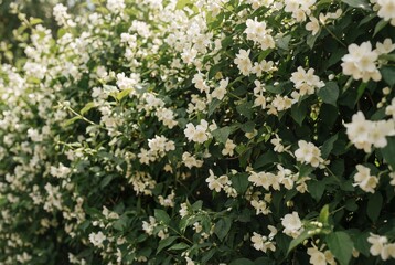 White jasmine blossoms and green leaves on vines forming floral wall