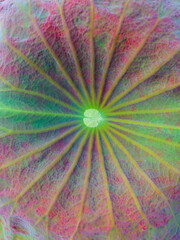 Abstract Colorful Lotus Leaf Texture with Radial Veins