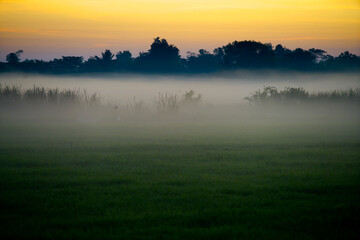 Obraz premium Serene Misty Landscape at Dawn with Soft Fog and Colorful Sky