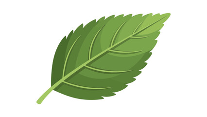 Obraz premium Green leaf illustration with serrated edges