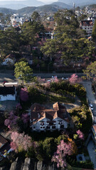 Aerial View  of an ancient French villa with blooming pink cherry blossoms, Dalat, Vietnam