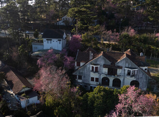Aerial View  of an ancient French villa with blooming pink cherry blossoms, Dalat, Vietnam