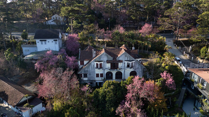 Aerial View  of an ancient French villa with blooming pink cherry blossoms, Dalat, Vietnam