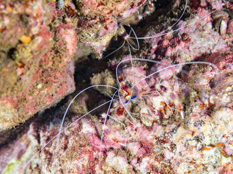 オトヒメエビ, オトヒメエビ科,
Banded coral shrimp, Barber-pole shrimp, Stenopus hispidus,
他。
ヒリゾ浜南伊豆町中木
静岡県伊豆半島-2025
日本有数のシュノーケリングスポット。
夏の数カ月間だけ渡し船で行ける。
水質透明度魚影が素晴らしい。
