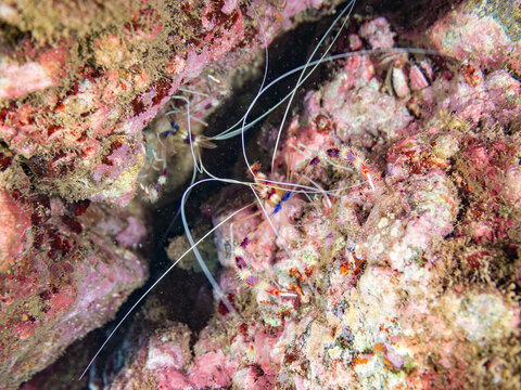 オトヒメエビ, オトヒメエビ科,
Banded coral shrimp, Barber-pole shrimp, Stenopus hispidus,
他。
ヒリゾ浜南伊豆町中木
静岡県伊豆半島-2025
日本有数のシュノーケリングスポット。
夏の数カ月間だけ渡し船で行ける。
水質透明度魚影が素晴らしい。
