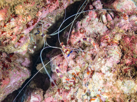 オトヒメエビ, オトヒメエビ科,
Banded coral shrimp, Barber-pole shrimp, Stenopus hispidus,
他。
ヒリゾ浜南伊豆町中木
静岡県伊豆半島-2025
日本有数のシュノーケリングスポット。
夏の数カ月間だけ渡し船で行ける。
水質透明度魚影が素晴らしい。
