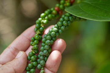 Obraz premium Hand holding fresh peppercorns on the vine