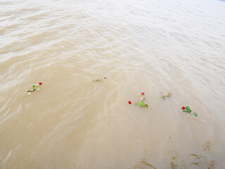Scattered Red Roses Floating Serene in Murky River Water