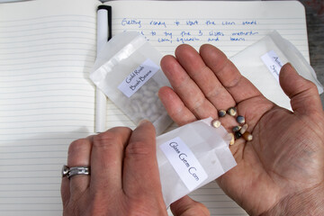 Hands holding corn seeds over labeled seed packets