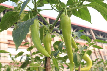 banana pepper on tree in farm