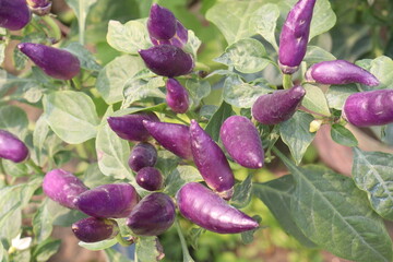 Obraz premium purple chili peppers on tree in farm are cash crops