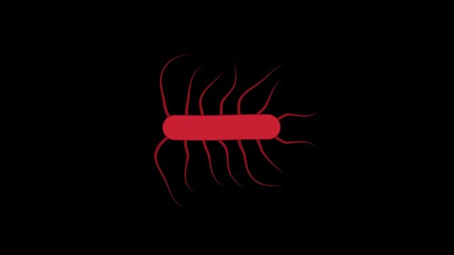 Salmonella bacteria cell animation on transparent background