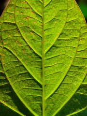 Macro Texture of Green Leaf with Sunlight and Detailed Veins
